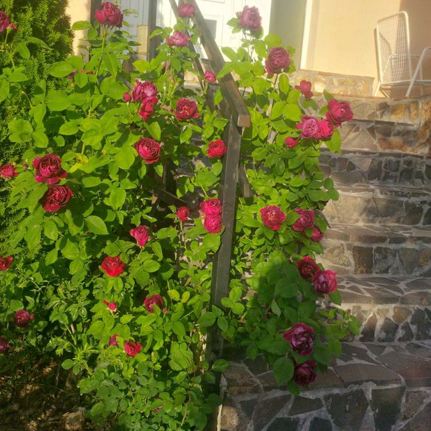  - gradina mai 2018