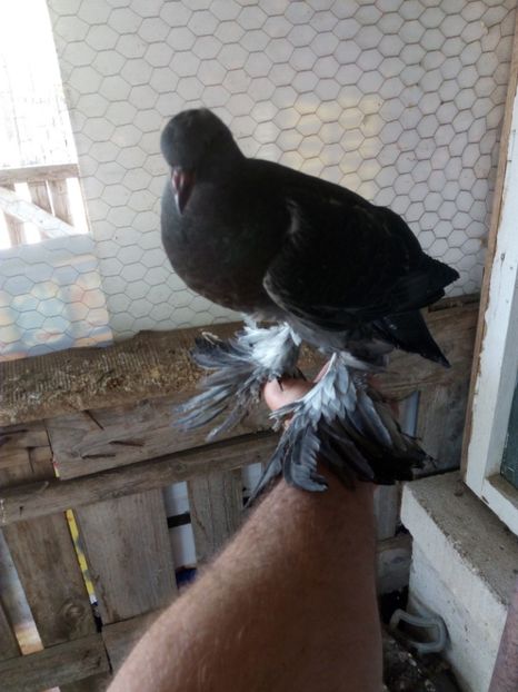  - Gusati de pomerania