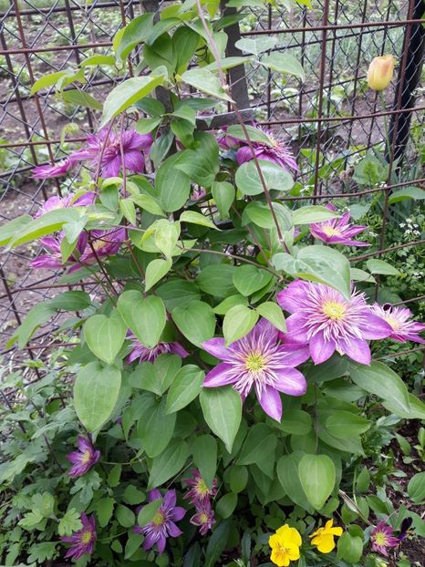 IMG-20180517-WA0021 - Clematite