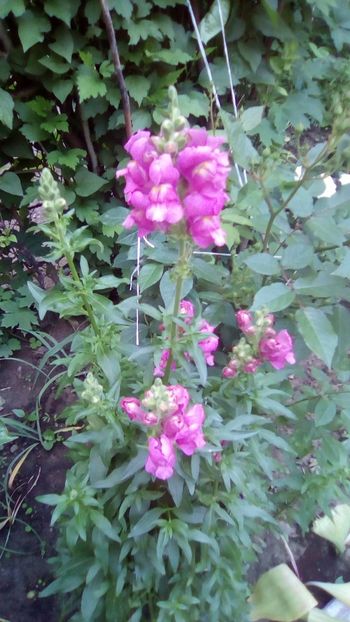 Antirrhinum - Sfarsit de aprilie 2018