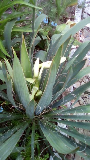 Yucca Filamentosa - Sfarsit de aprilie 2018