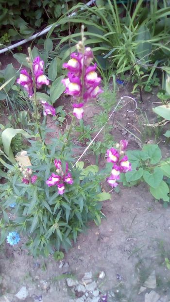 Antirrhinum - Sfarsit de aprilie 2018