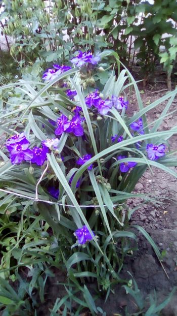 Zori de zi (Tradescantia andersoniana) - Sfarsit de aprilie 2018