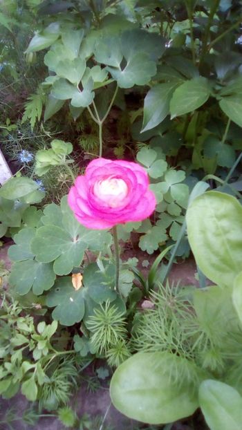 Ranunculus Pink - Sfarsit de aprilie 2018