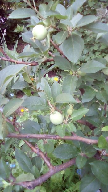 Măr pitic Russet. - Sfarsit de aprilie 2018