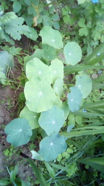 Conduras (Tropaeolum majus) - Sfarsit de aprilie 2018