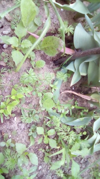 Rasaduri flori - Sfarsit de aprilie 2018