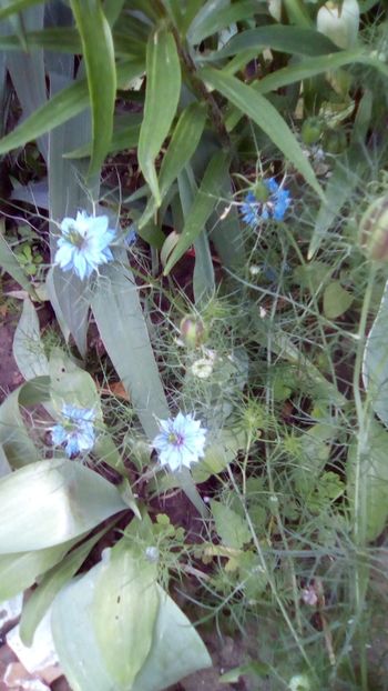 Nigella sativa - Negrilica - Sfarsit de aprilie 2018