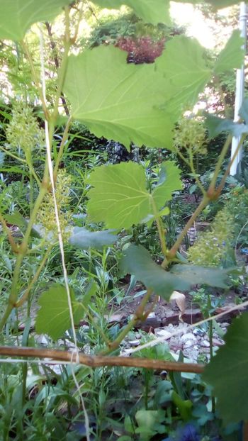 Via a dat in floare - Sfarsit de aprilie 2018