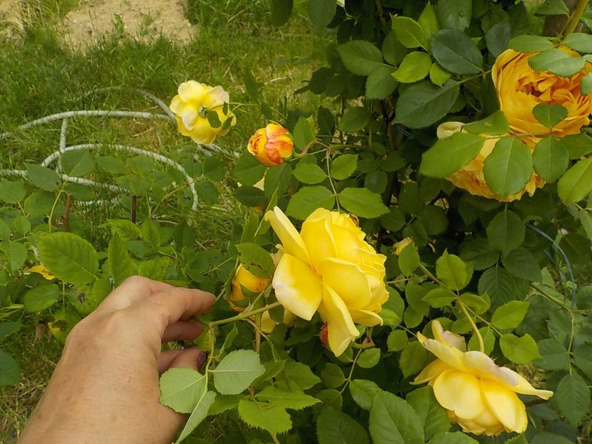  - golden celebration