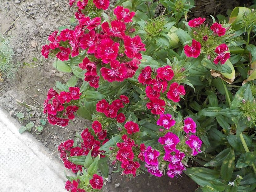  - dianthus