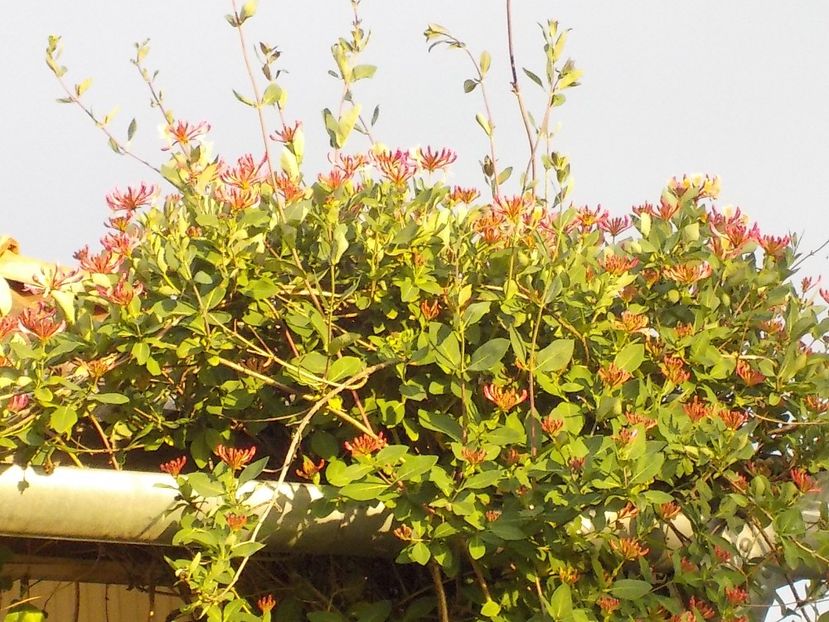  - lonicera