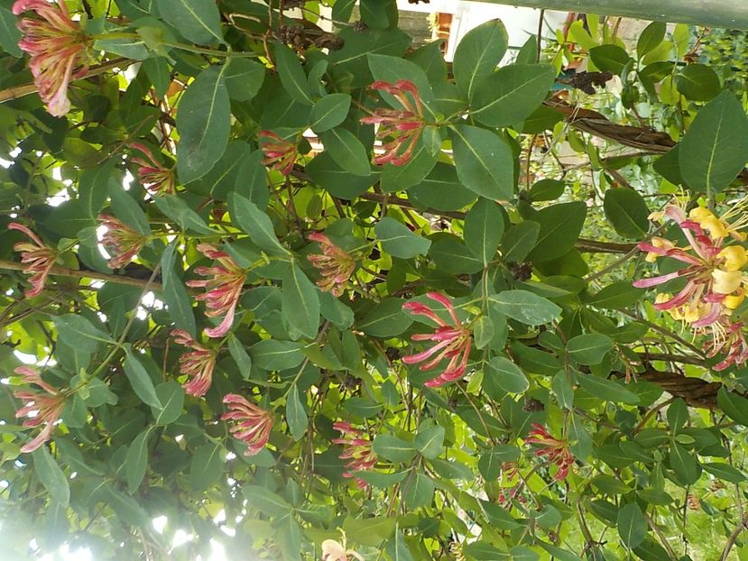  - lonicera
