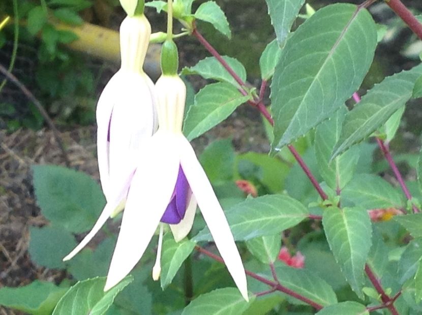 Azi am deschis prima floare !!!!!! - Fuchsia 2018