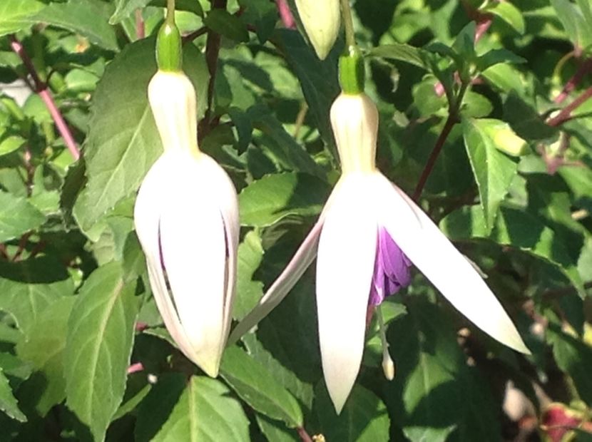  - Fuchsia 2018