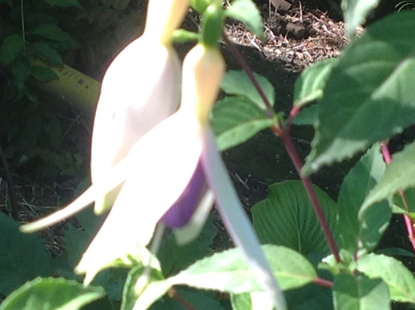  - Fuchsia 2018
