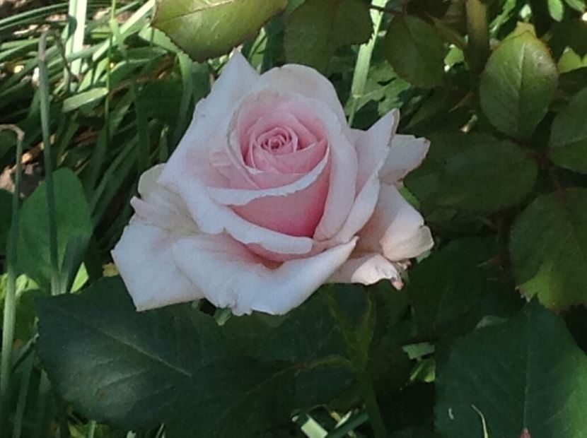  - Rozita Vendela antique Pink