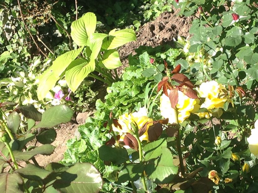  - Rozita Vendela antique Pink