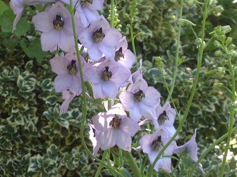  - Delphinium un nou inceput