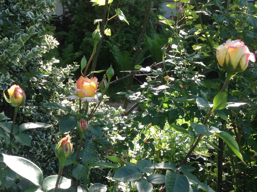  - Peace sau Gloria Dei