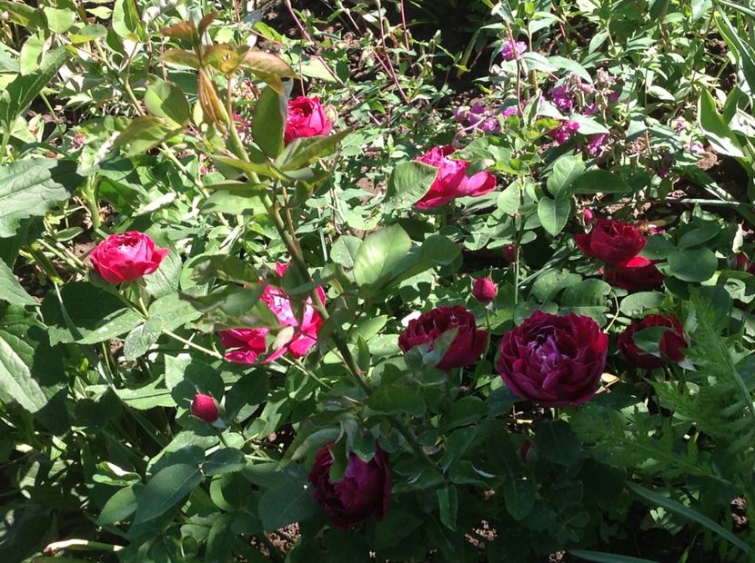  - Baron Girod de L ain