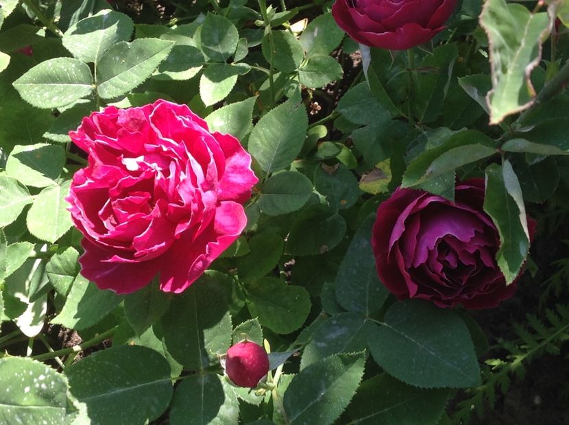  - Baron Girod de L ain