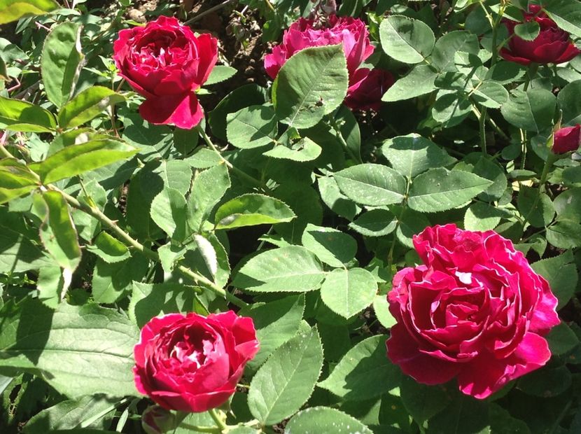  - Baron Girod de L ain