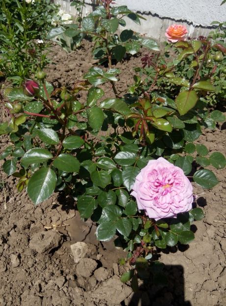 2018-24 mai - Durance Ancian