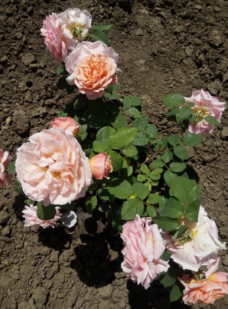 2018-24 mai - Festival de Jardin Chaumont