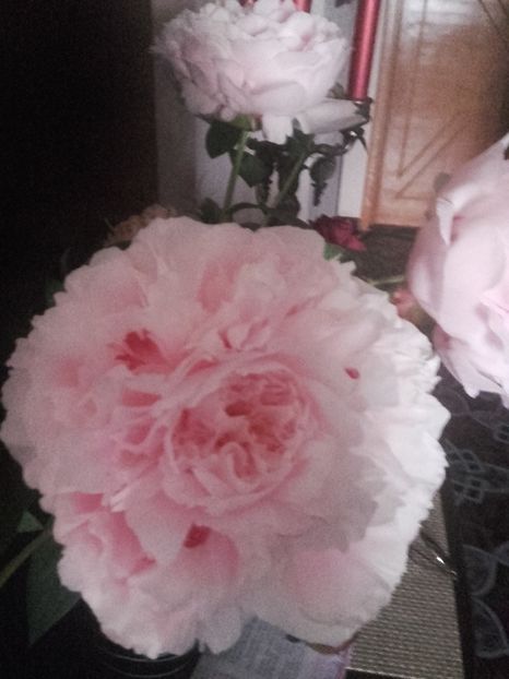 Bujor de gradina - Gradina-2018