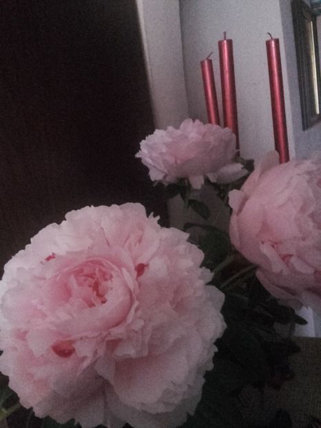 Acelas bujor destul de inalt - Gradina-2018