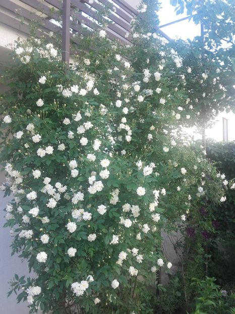 Rambler alb - Gradina-2018