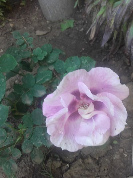 Eyes for you - Gradina-2018