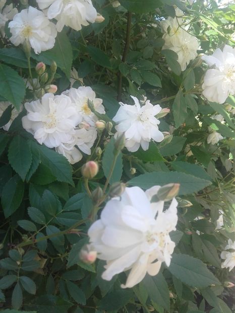 Cine o fi? - Gradina-2018