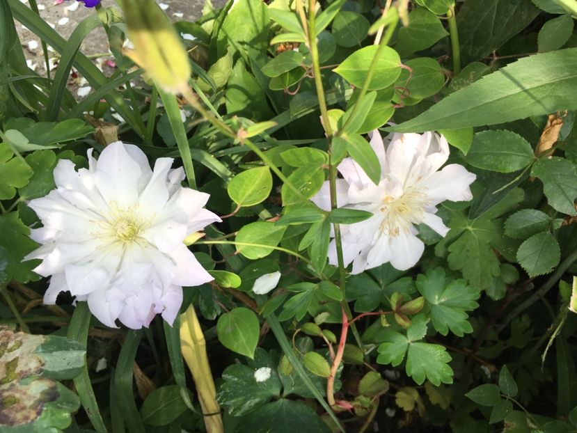 29A312AB-1A2E-497C-85A3-1AE6F4C957BF - Clematite 2018