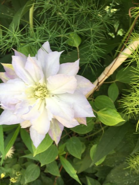 AF7E4796-DE5C-4D93-8562-E817D420BD6A - Clematite 2018