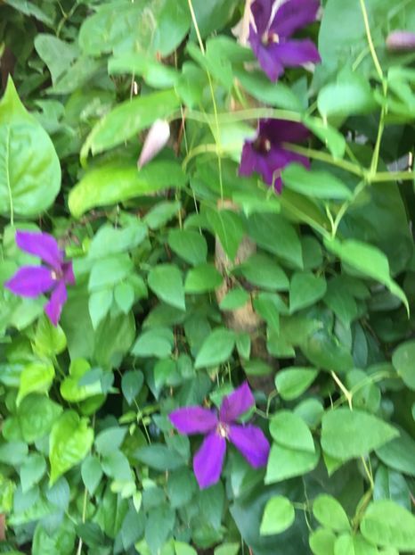 4BA26CDE-2680-4A8B-81C6-CC5A3523D613 - Clematite 2018