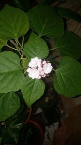 clero 1 - clerodendrum phillipinum mai 2018