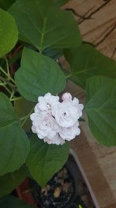 clero 6 - clerodendrum phillipinum mai 2018