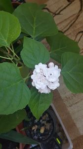 clero 9 - clerodendrum phillipinum mai 2018