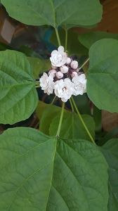  - clerodendrum phillipinum mai 2018