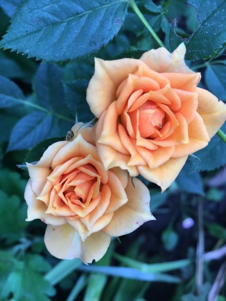 C7B980AA-D54E-4321-980C-B2795C535245 - Trandafiri mini