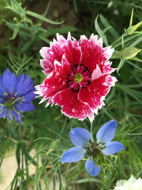 E5C2B974-2D86-4BC1-ACB2-5FD354217AB0 - Garofite