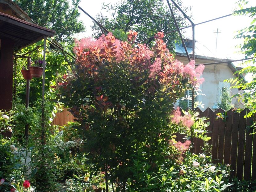 scumpie - Plante de gradina