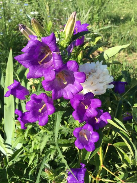 644A26EA-F89E-46C0-871D-FB471EB99119 - Clopotei