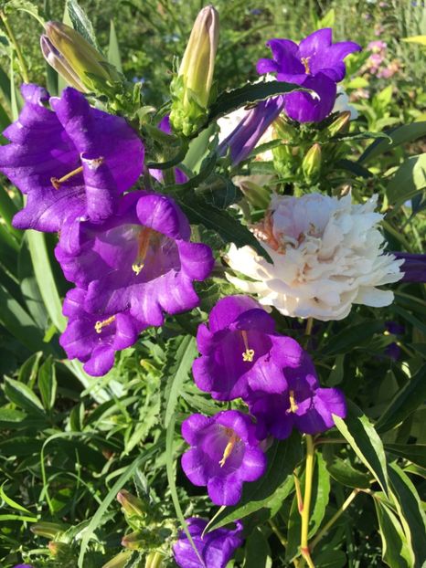 E1902C01-94FF-4DC5-A1FB-08C61E4F8C54 - Clopotei