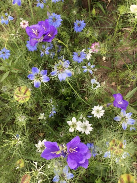 EF428016-55CC-4DC7-B39C-4422C84F6360 - Clopotei