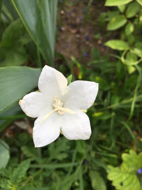 6A1ED8AC-4AD6-4252-9F2D-9A4A46C8DC22 - Clopotei