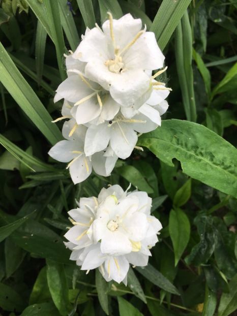 16425709-6E39-4753-A2F2-59054B3F845C - Clopotei