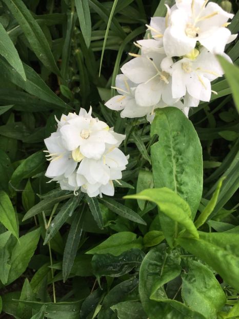 CFB73D6B-C240-4DDA-8866-1EAFAA3BF19D - Clopotei